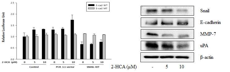 HCT116 세포주에서의 E-cadherin/Snail/β-catenin signaling에 대한 2-HCA 영향 평가