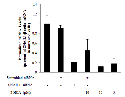 HCT116 세포에 SNAIL-siRNA 및 2-HCA 도입 후 Snail 유전자 발현 효과