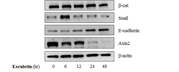 시간별 Esculetin의 Snail, E-cadherin 및 Axin2 단백질 발현 조절 효능