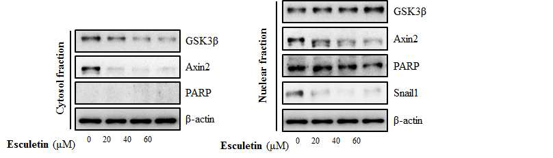 Esculetin의 GSK3β의 핵 내로의 이동 조절 효능