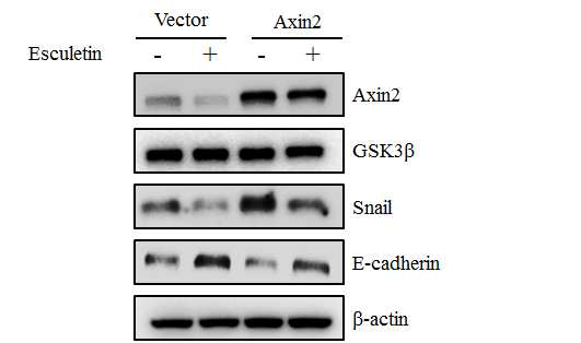 Axin2 expression plasmid를 활용한 Esculetin의 항전이 타겟 검증