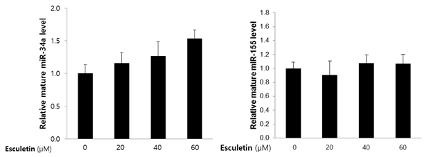 Esculetin의 microRNA-34a 발현 조절 효능