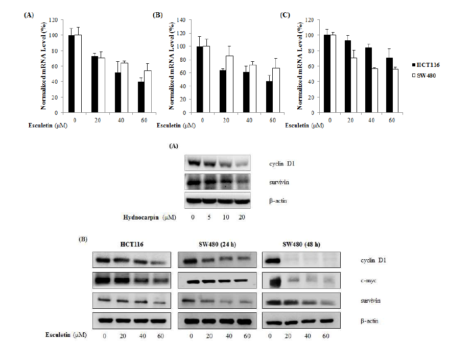 Wnt/β-catenin 신호전달 관련 유전자 및 단백질 발현 검증