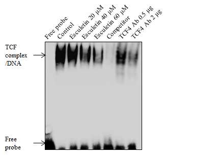 Wnt 타겟 DNA/단백질 결합 저해 효능 분석