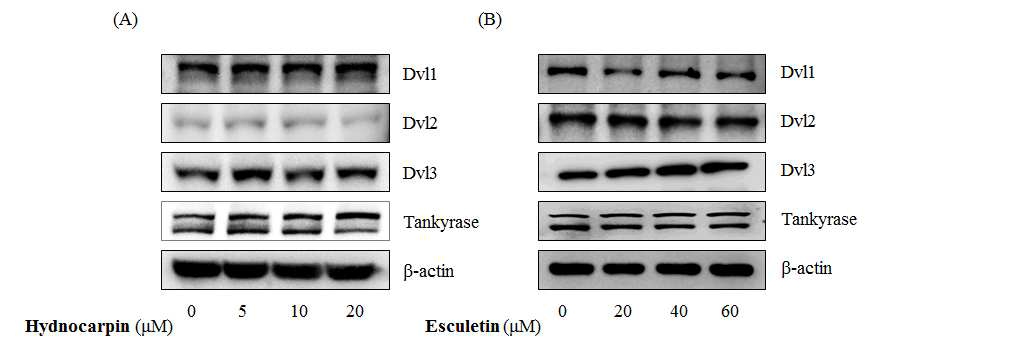 Tankyrase, Dishevelled의 β-catenin 분해복합체 형성억제능 분석