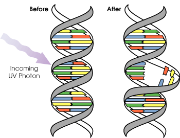 자외선 조사에 의한 DNA의 변형 (by David Herring)