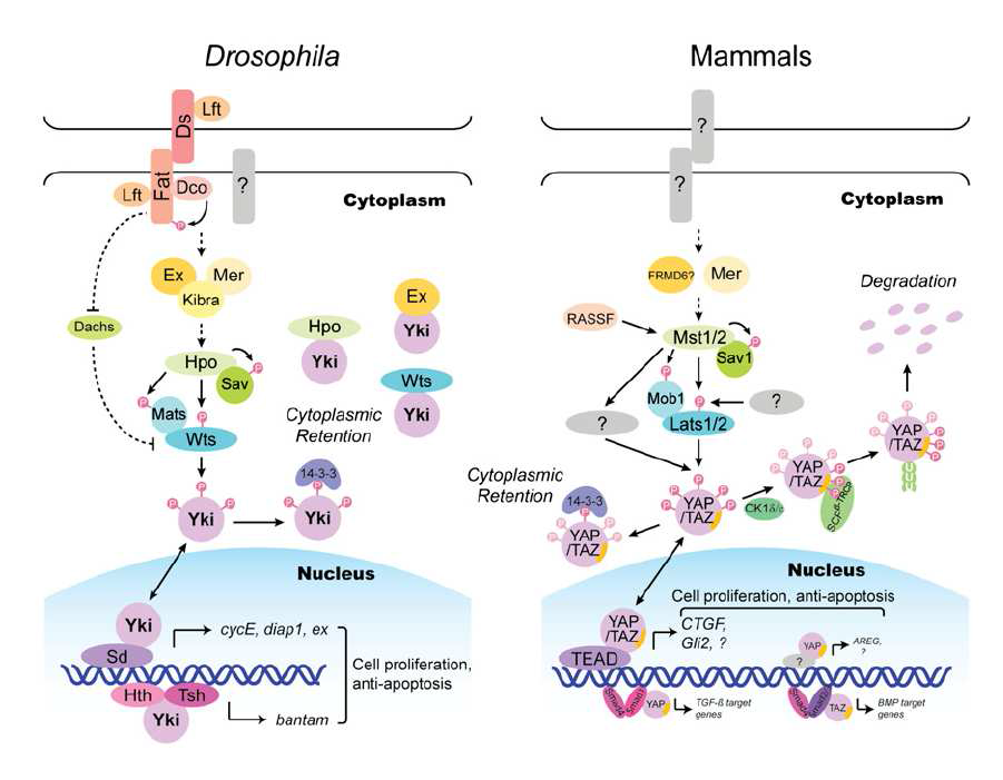 Models of the Hippo-YAP pathway in Drosophila and mammals (Zhao et al, 2010).