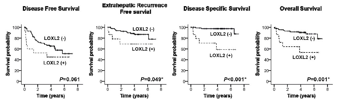 간세포암 환자에서 LOXL2 expression에 따른 생존 분석