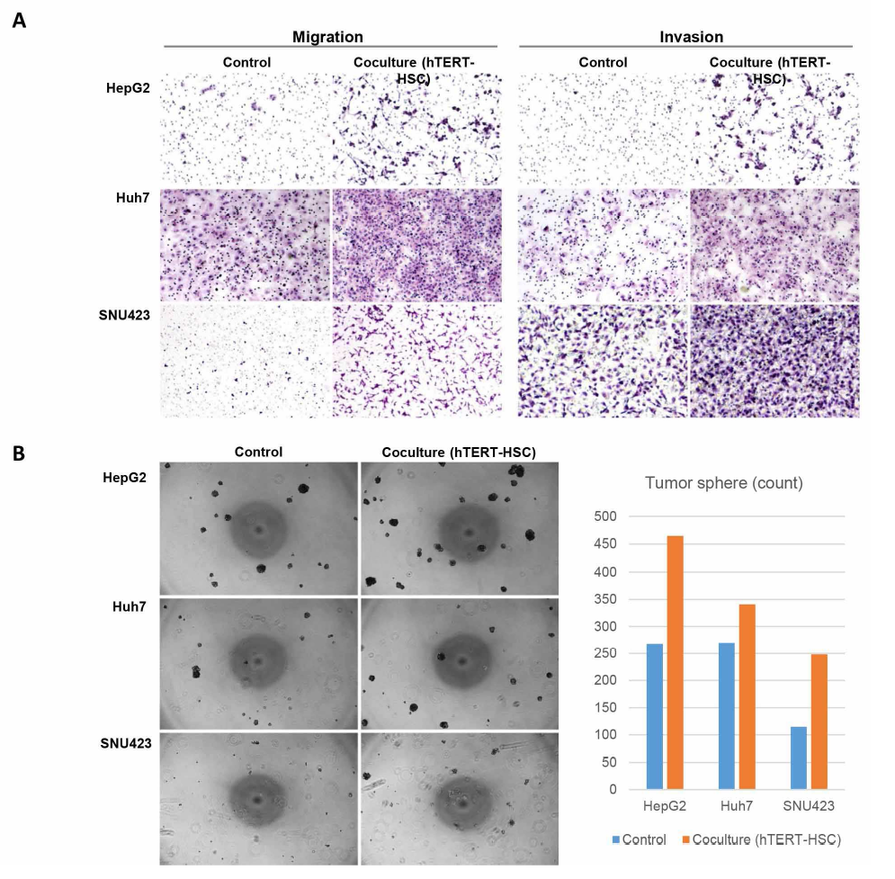 Co-culture시 간암세포주의 이동/전이 증가와 tumor sphere formation 증가