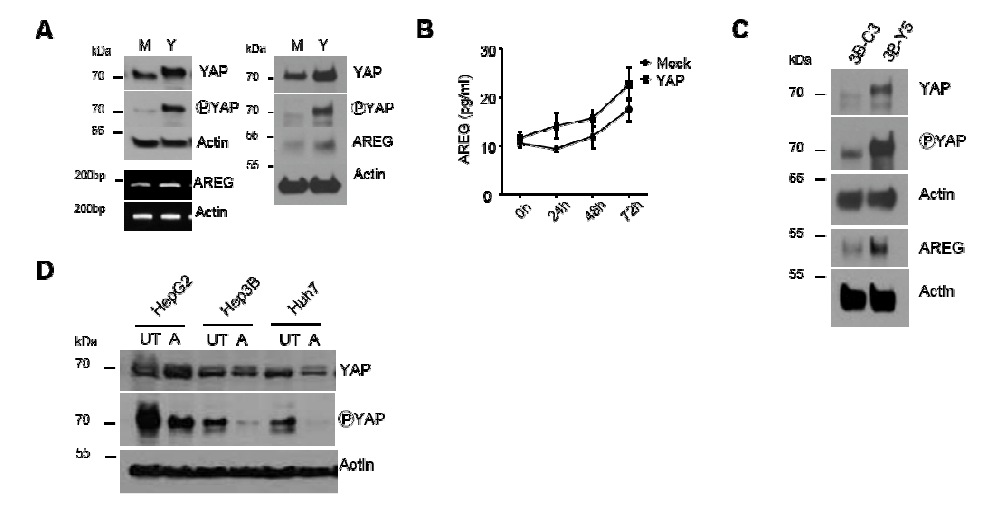 YAP pathway 활성화에 따른 AREG의 발현 증가 및 AREG에 의한 YAP pathway 활성화