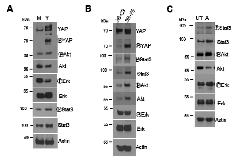 YAP 활성화에 oncogenic signaling pathway의 활성화.