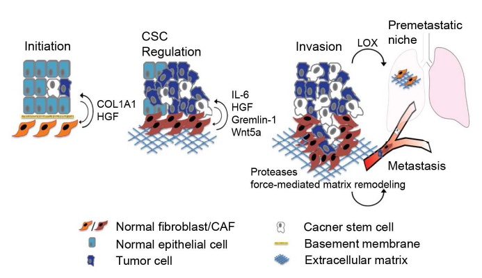 CAF-derived factors can modulate tumor development and progression (Strell C et al., 2012).