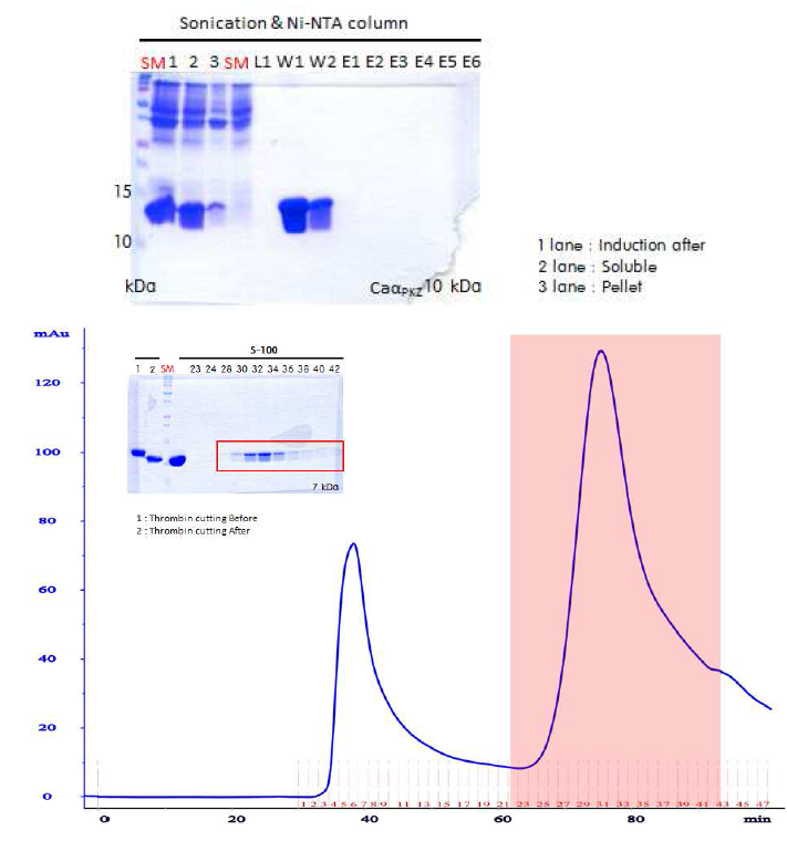 caZαPKZ 단백질의 발현 후와 Ni-NTA 컬럼 후 및 GPC 컬럼 후 SDS-PAGE.