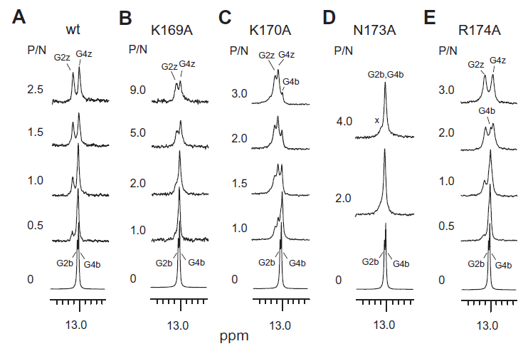 (a) wt-ZαADAR1-d(CG)3와 (b) K169A-, (c) K170A-, (d) N173A-, (e) R174A-ZαADAR1 적정 에 따른 이미노 수소의 1D 스펙트럼