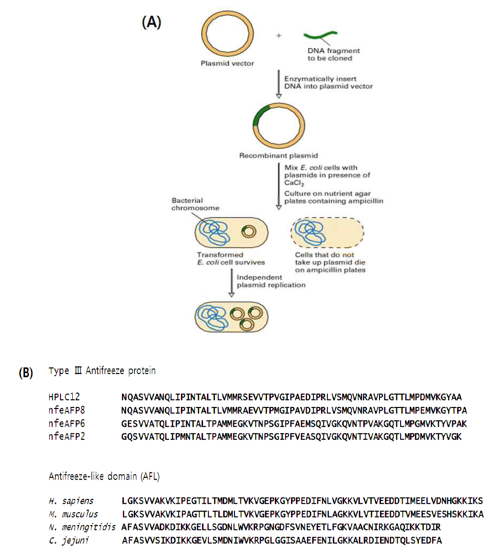 (A) Type III AFP 및 AFL domain 의 cloning과정 (B) Type III AFP 및 AFL domain DNA fragment의 아미노산 서열.