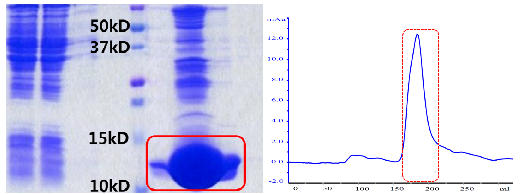 AFL domain Ni-NTA column 후의 SDS-PAGE 결과 (왼쪽) 및 GPC chromatogram. (오른쪽)