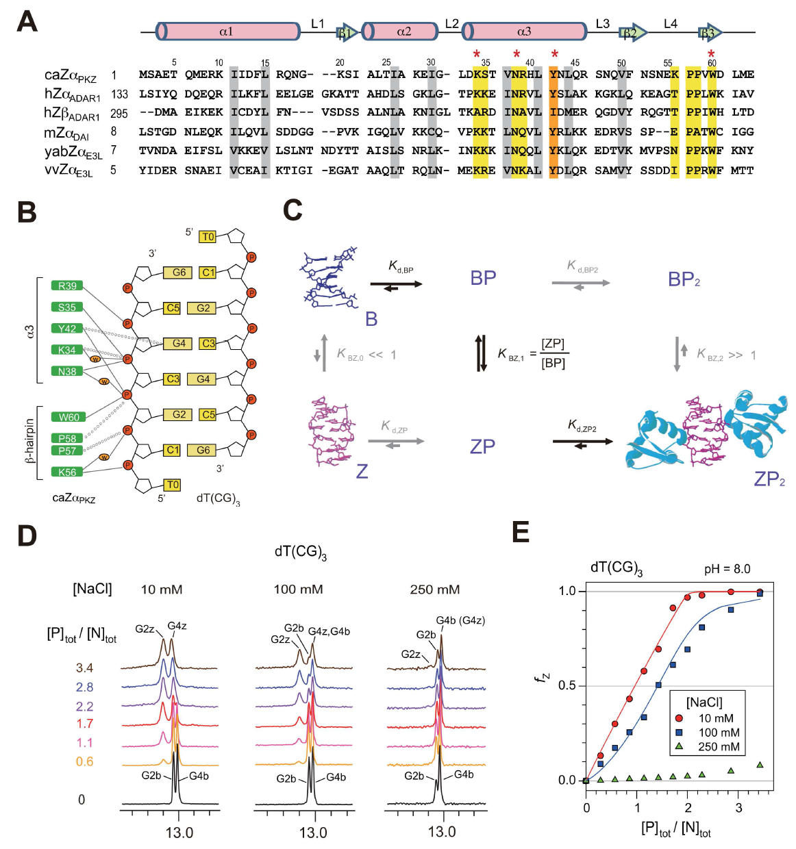 (a) Z-DNA 결합 단백질의 다중 시퀀스 배열. (b) dT(CG)3와 분자내에 상호작용하는 caZαPKZ의 잔기들. (c) 두 개의 Zα 단백질에 의한 6-bp DNA의 B-Z 구조 전이를 위한 메커니즘 (d) 35oC 에서 10mM, 100mM, 250mM NaCl를 포함하는 NMR 버퍼 (pH8.0)에서 caZαPKZ에 적정된 dT(CG)3 의 1D 이미노 수소 스펙트럼 (e) caZαPKZ에 유도되는 dT(CG)3와 d(CG)3 Z-DNA 개체수 (fZ)