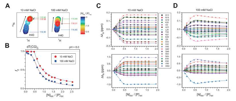 (a) 10mM (left) 또는 100mM NaCl (right)에서 dT(CG)3에 적정된 caZαPKZ의 1H/15N-HSQC의 일부분 (b) f Z 데이터의 G l ob a l fi t t i n g (c) 10mM NaCl (d) 100mM NaCl에서 caZαPKZ의 HSQC cross 피크의 1H와 15N의 화 학적 이동 변화