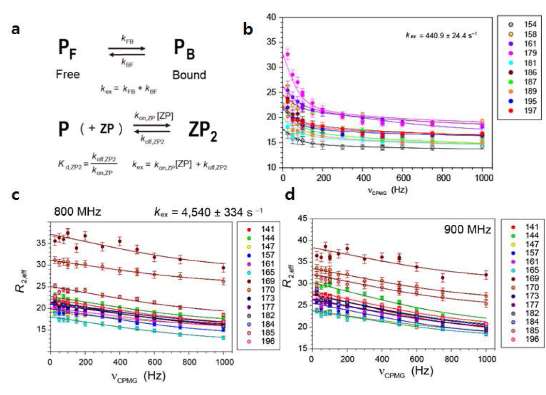 (a) hZαADAR1-Z-DNA 복합체의 kon,off 메커니즘 모델 (b) CPMG 실험을 통한 free hZαADAR 자기장 차이 (c) CPMG 실험을 통해 구해진 800MHz (d) 900MHz 자기장에서 kex 값
