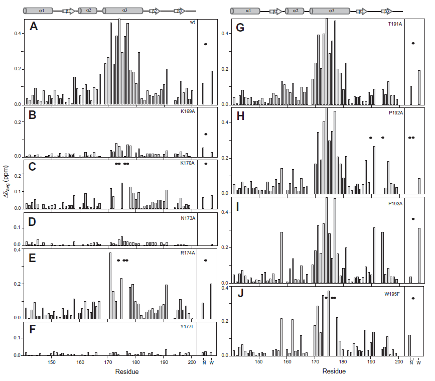 d(CG)3와 결합한 (A) wt-, (B) K169A-, (C) K170A-, (D) N173A-, (E) R174A-, (F) Y177I-, (G) T191A-, (H) P192A-, (I) P192A-, (J) W195F-ZαADAR 1의 1H/15N의 화학적 이동값(△δavg)