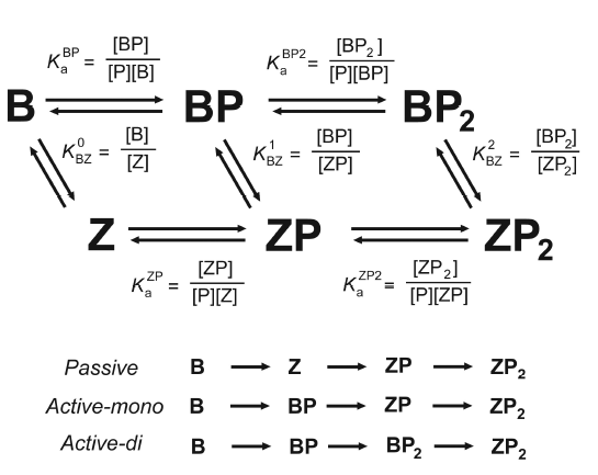 Z-DNA 결합 단백질에 의한 DNA의 B-Z 구조전이 메커니즘.