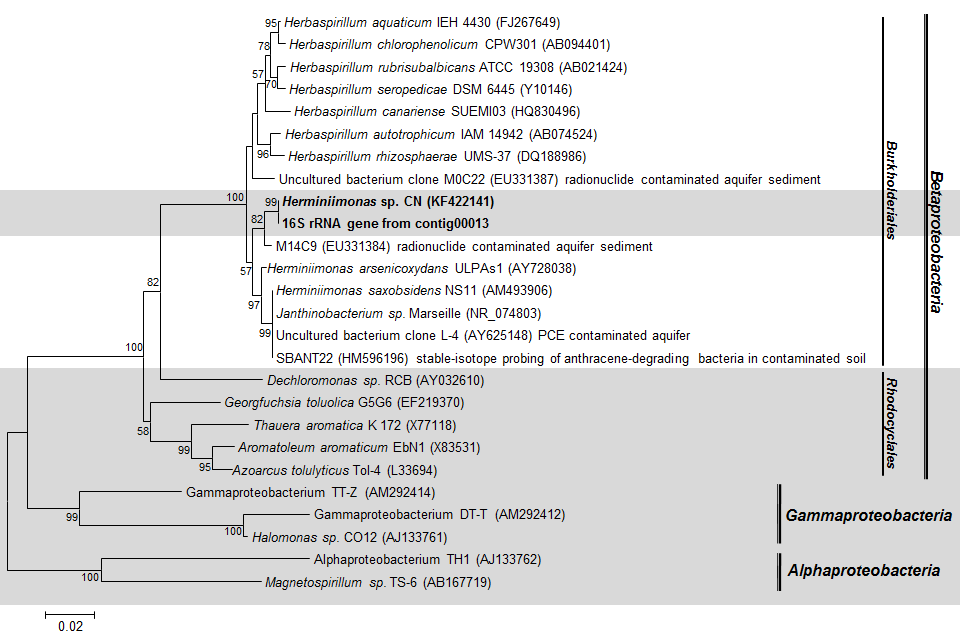 CN metagenome에서 우점하는 세균의 계통분류학적 분석