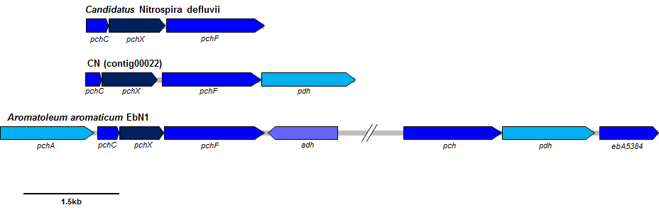 CN genome과 관련된 균주의 p-cresol분해 경로 유전자 클러스터