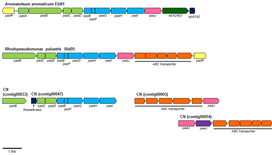 CN genome과 관련된 균주의 phenylacetate분해 경로 유전자 클러스터