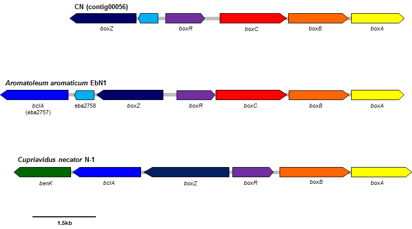 CN genome과 관련된 균주의 benzoate분해 경로 유전자 클러스터