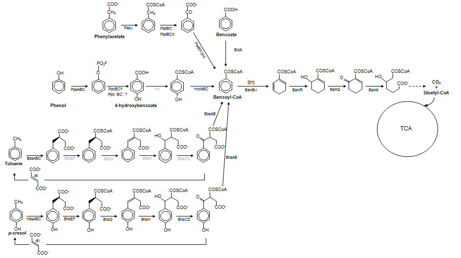TS genome의 방향족 물질 분해 경로