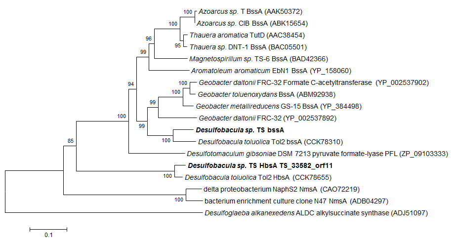 TS genome에서 toluene과 p-cresol분해 key enzyme의 phylogenetic tree
