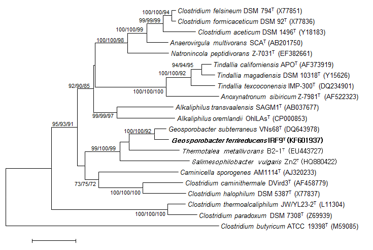 Geosporobacter ferrireducens IRF9의 16S rRNA gene의 phylogenetic tree