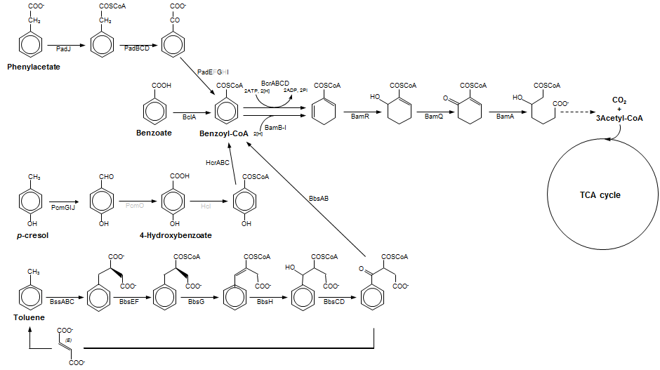 Desulfuromonas sp. TF의 분해 경로, benzoyl-CoA를 중간체로 가짐