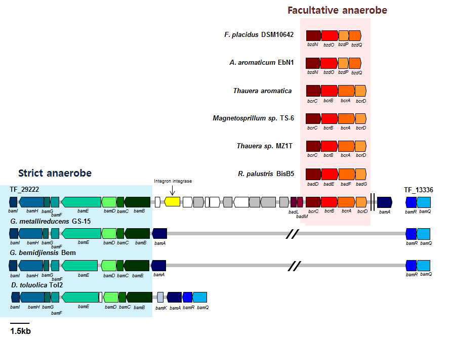 TF metagenome의 genome내의 class I과 class II type BCR gene cluster