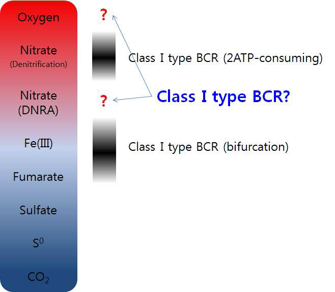 전자수용체의 열역학적 위치와 class I과 II의 BCR의 기능 활성의 상관 관계를 나타냄