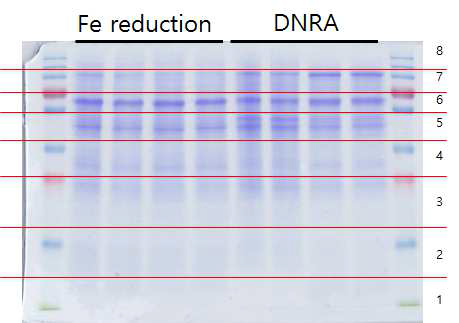 철환원과 DNRA조건에서 배양한 Desulfuromonas sp. TF의 단백질의 SDS-PAGE