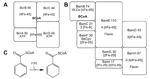 A) Class I benzoyl-CoA reductase의 효소구조, B) Class II benzoyl-CoA reductase의 효소 구조