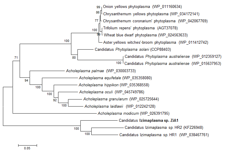 ZiA1지놈의 RpoB유전자의 phylogenetic 위치