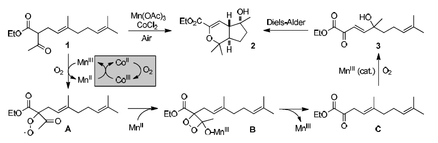 화합물 1의 Mn(III)-유발 라디칼 산화 반응과 헤테로 디엘스 알더 반응에 의한 화합물 2의 생성 메커니즘
