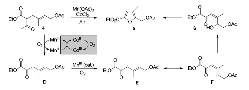 화합물 4의 Mn(III)-유발 라디칼 산화 반응과 헤테로 aromatization의한 퓨란 화합물 5의 생성 메커니즘