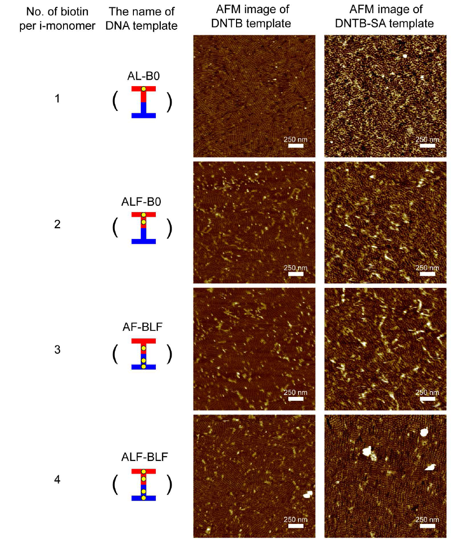 DNA 나노템플릿별 박막 및 그의 링커 streptavidin 패터닝 이미지.
