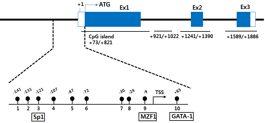 돼지 Myod1 유전자의 CpG island