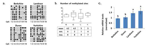 Methylation status of ten CpG sites in the porcine Myod1 gene and mRNA expression level