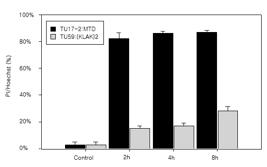 TU17:MTD 처리 시 PI와 Hoechst로 염 색된 비율.