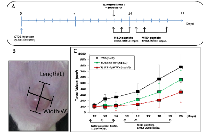 Syngenic tumor mouse model에서 TU17-2:MTD와 TU34:MTD의 암 증식 억제 확인