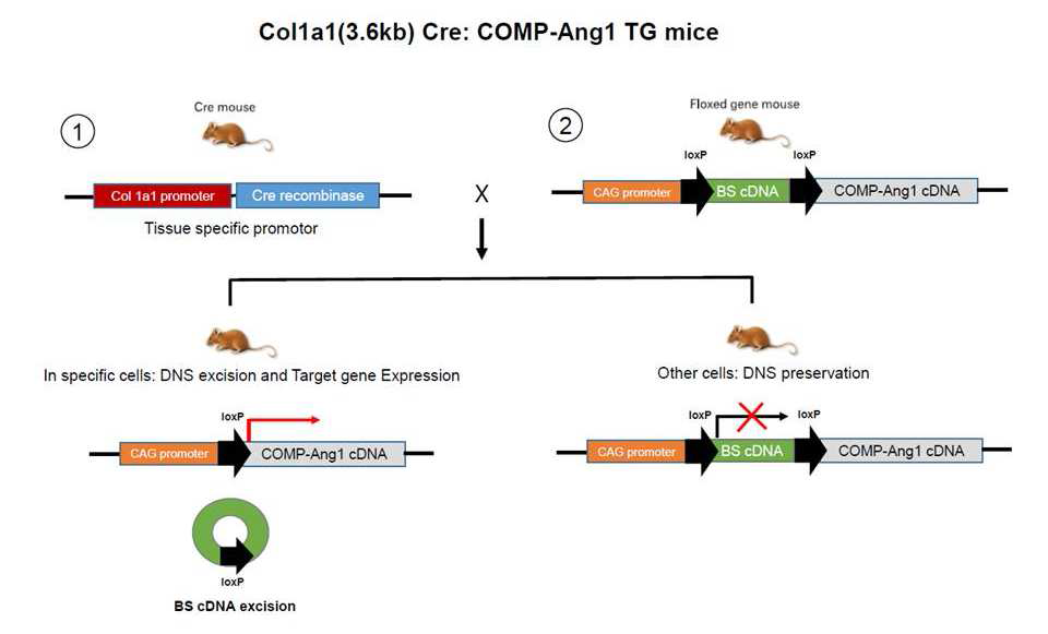 Col1a1(3.6kb) cre COMP-Ang1 overexpression mice 제작과정