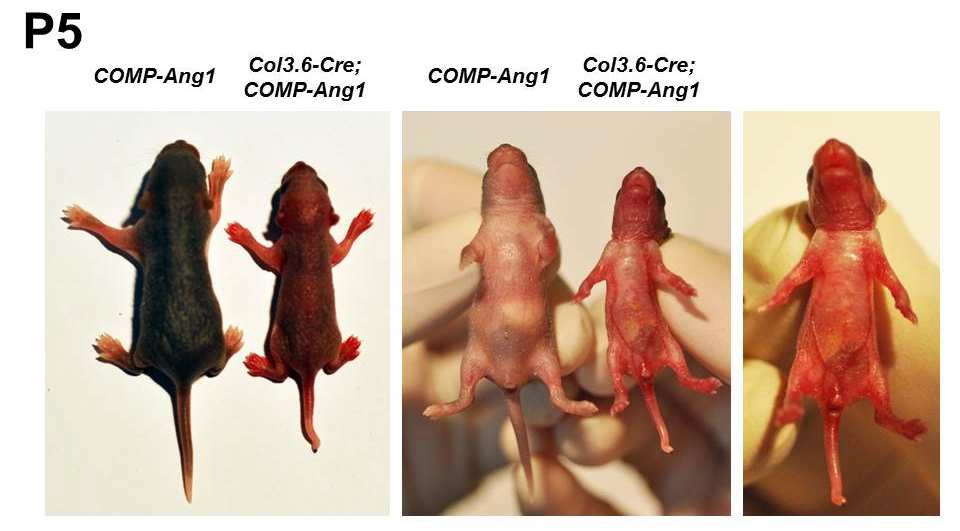 조골세포 특이 COMP-Ang1 과발현 마우스 (Right)와 Cre-Recombinase가 없는 COMP-Ang1 마우 스 (Left)의 postnatal 5일 gross findings.