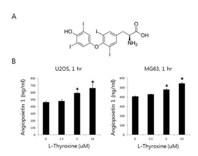 U2OS 및 MG63 세포에서 l-thyroxine에 의한 Ang1 발현 유도.