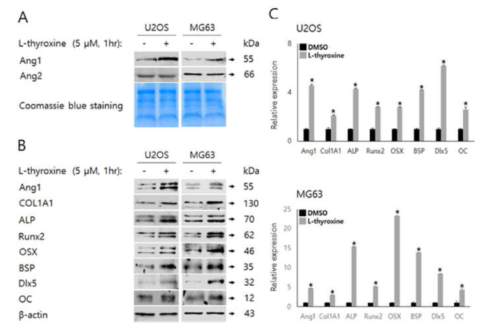 U2OS 및 MG63 세포에서 l-thyroxine에 의한 골아 세포 분화의 단백질 마커의 상향 조절