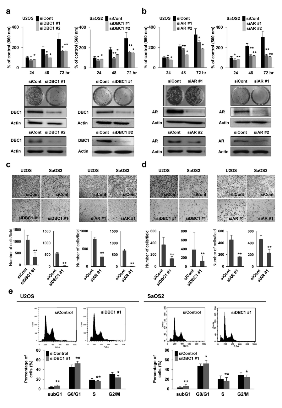 골육종 세포주에서 DBC1 및 AR을 억제 시켰을 때 골육종의 proliferation, migration, invasion dl 현저히 감소하는 소견이 관찰됨
